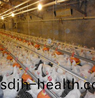 Breeder Chain&Pan Feed Line